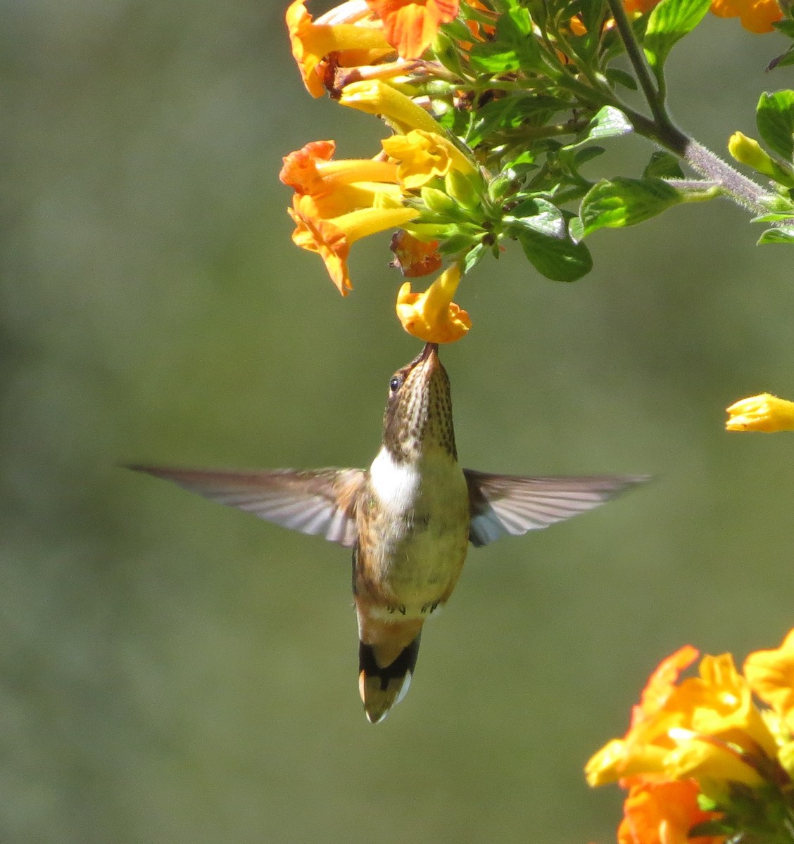 Scintillant Hummingbird - Joe Sebastiani