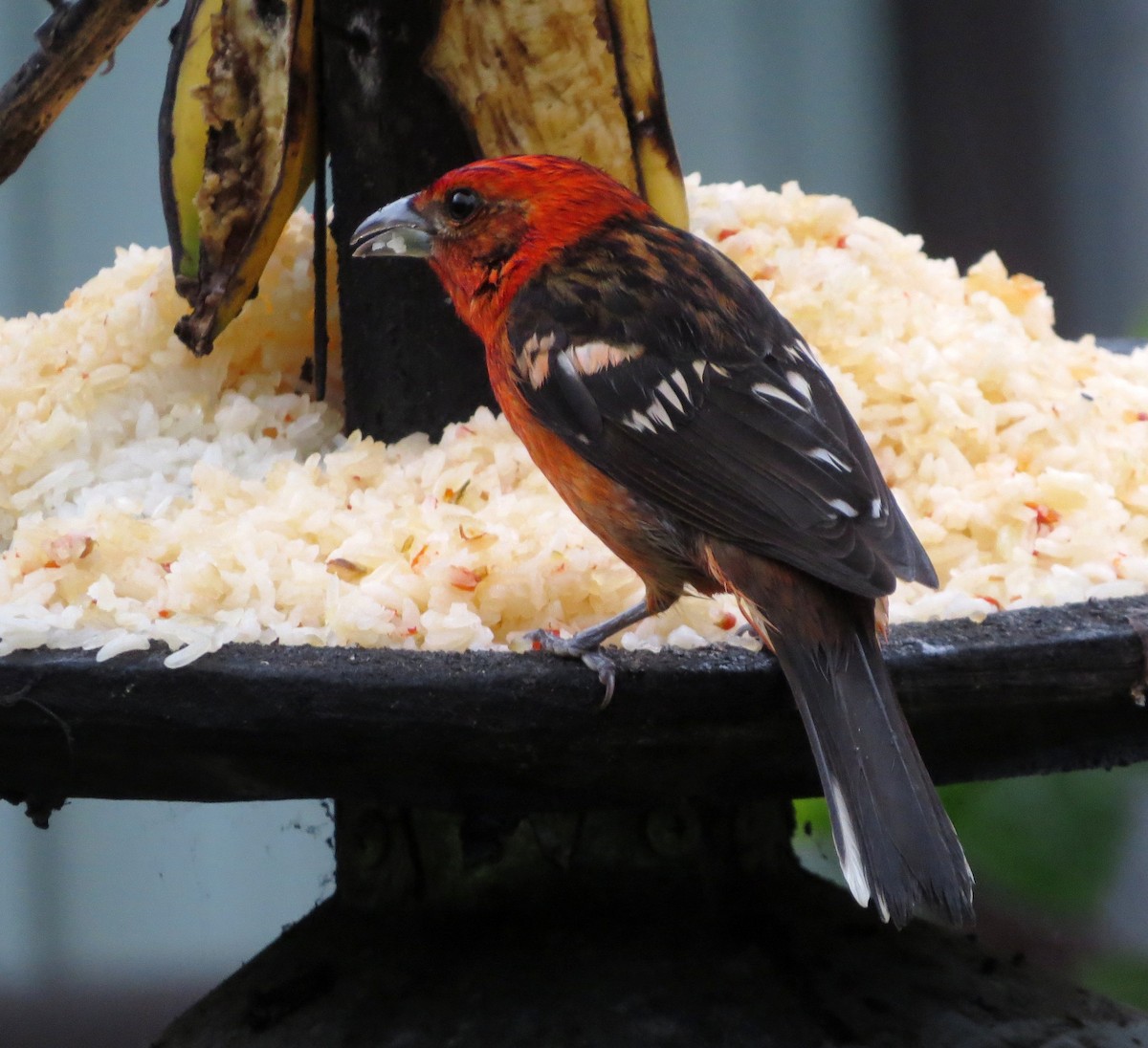 Flame-colored Tanager - ML74953001