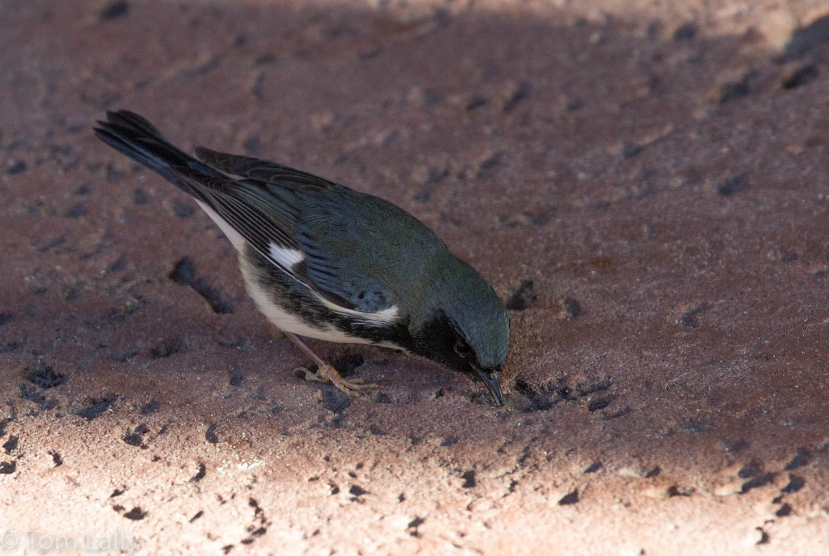 Black-throated Blue Warbler - Tom Lally