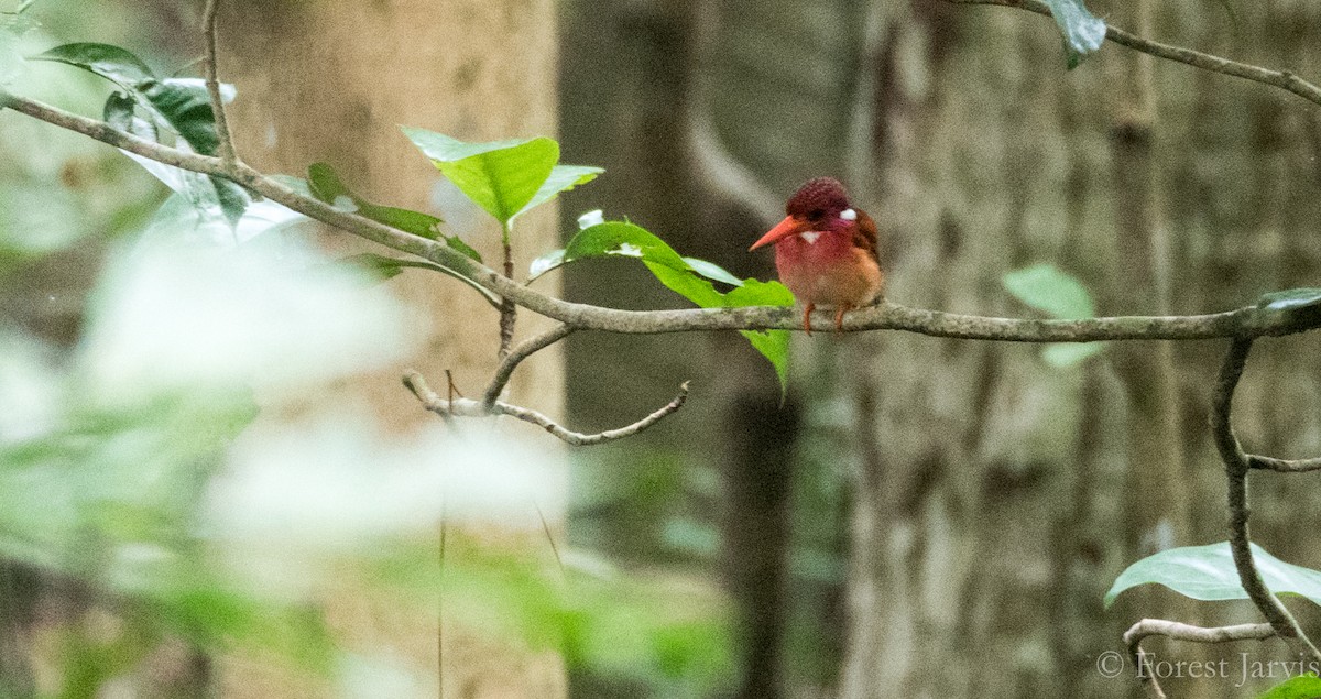 Philippine Dwarf-Kingfisher - Forest Botial-Jarvis