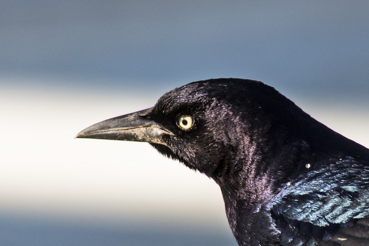 Boat-tailed Grackle - ML74953251