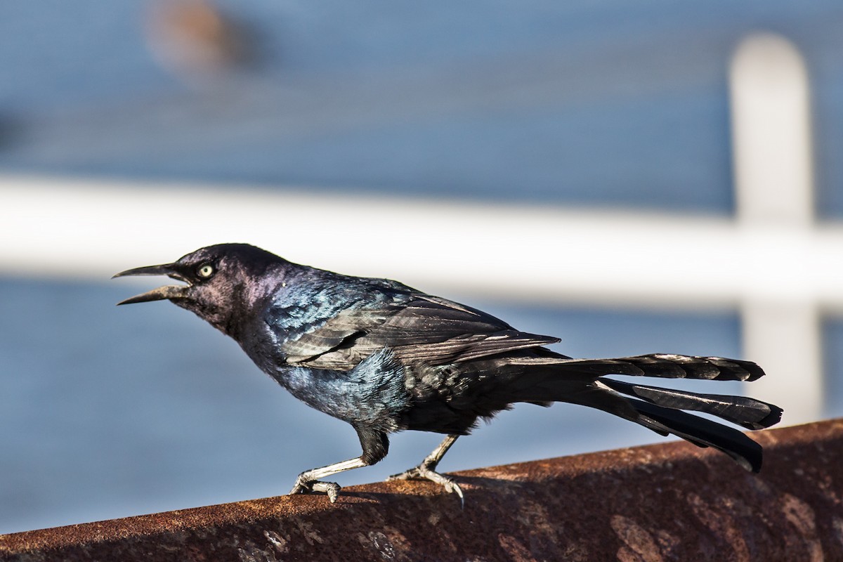 Boat-tailed Grackle - ML74953261