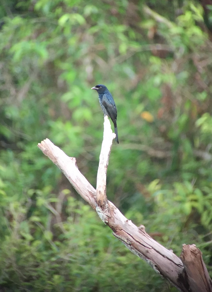 Crow-billed Drongo - Martin Kennewell