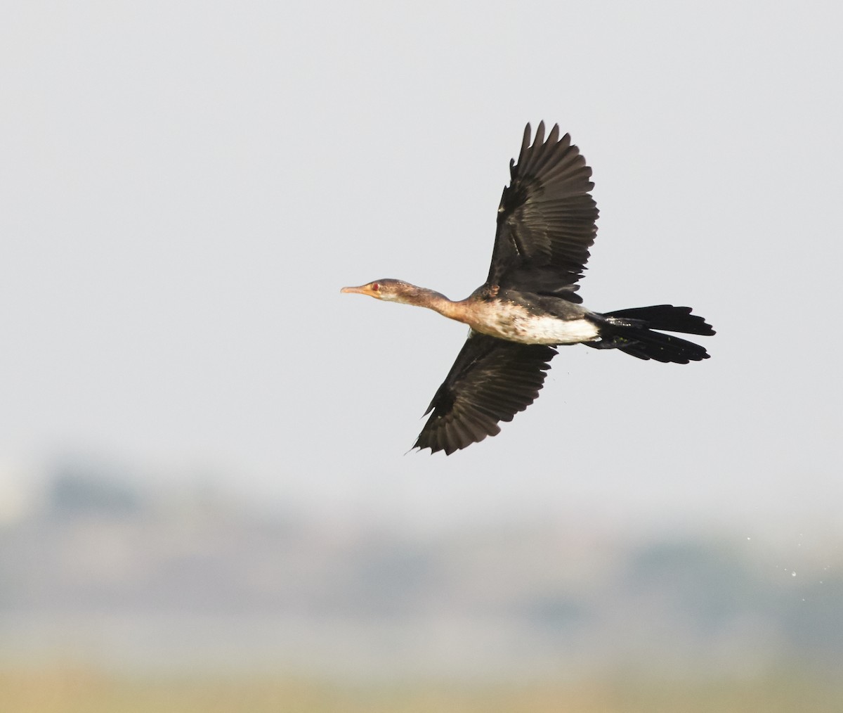 Long-tailed Cormorant - ML74953761