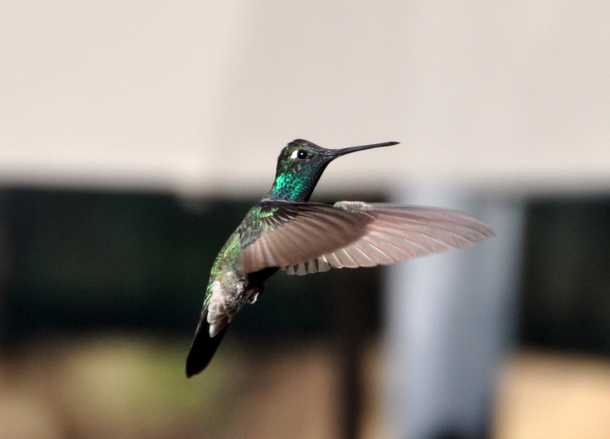 Rivoli's Hummingbird - Douglas Lister