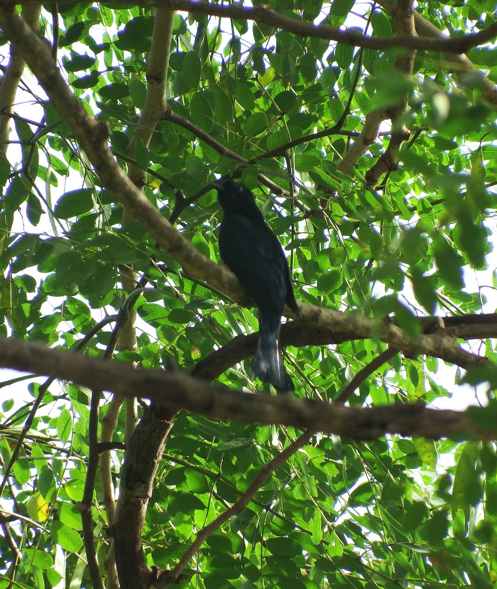 Square-tailed Drongo-Cuckoo - Ben Weil