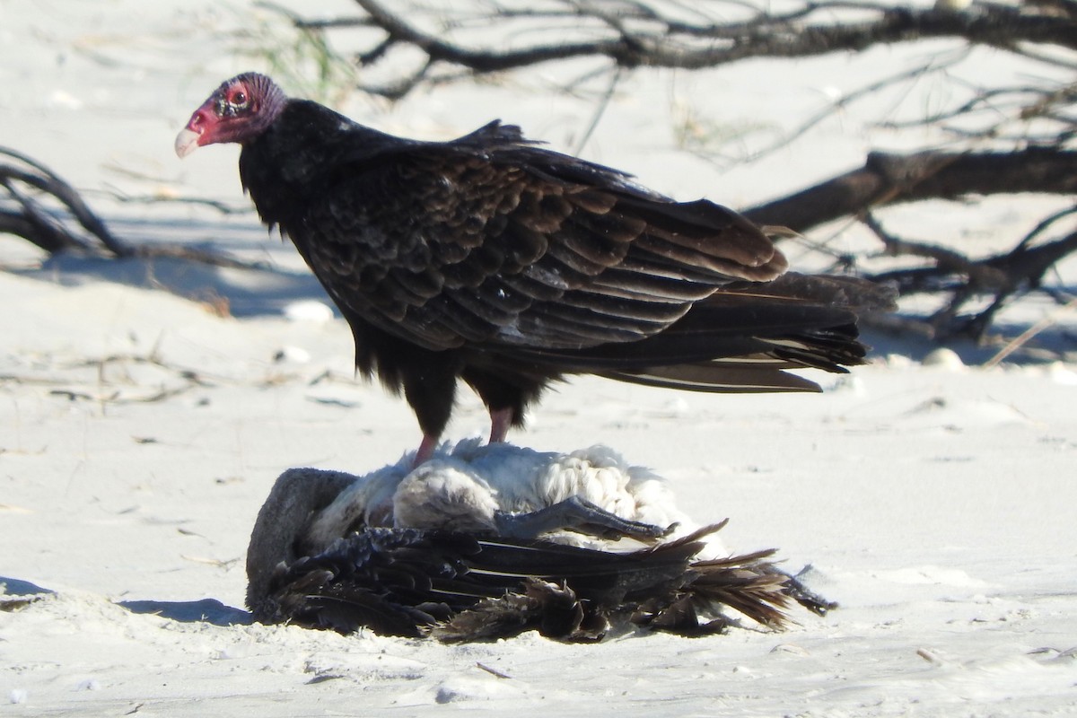 Turkey Vulture - Gary Harbour