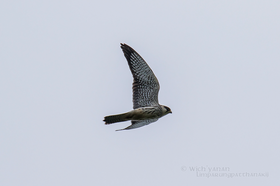 Amur Falcon - Wich’yanan Limparungpatthanakij