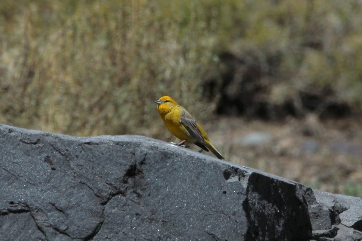 Greater Yellow-Finch - ML74960211