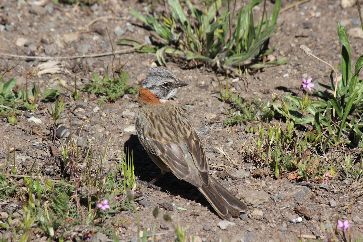 Rufous-collared Sparrow - ML74960491