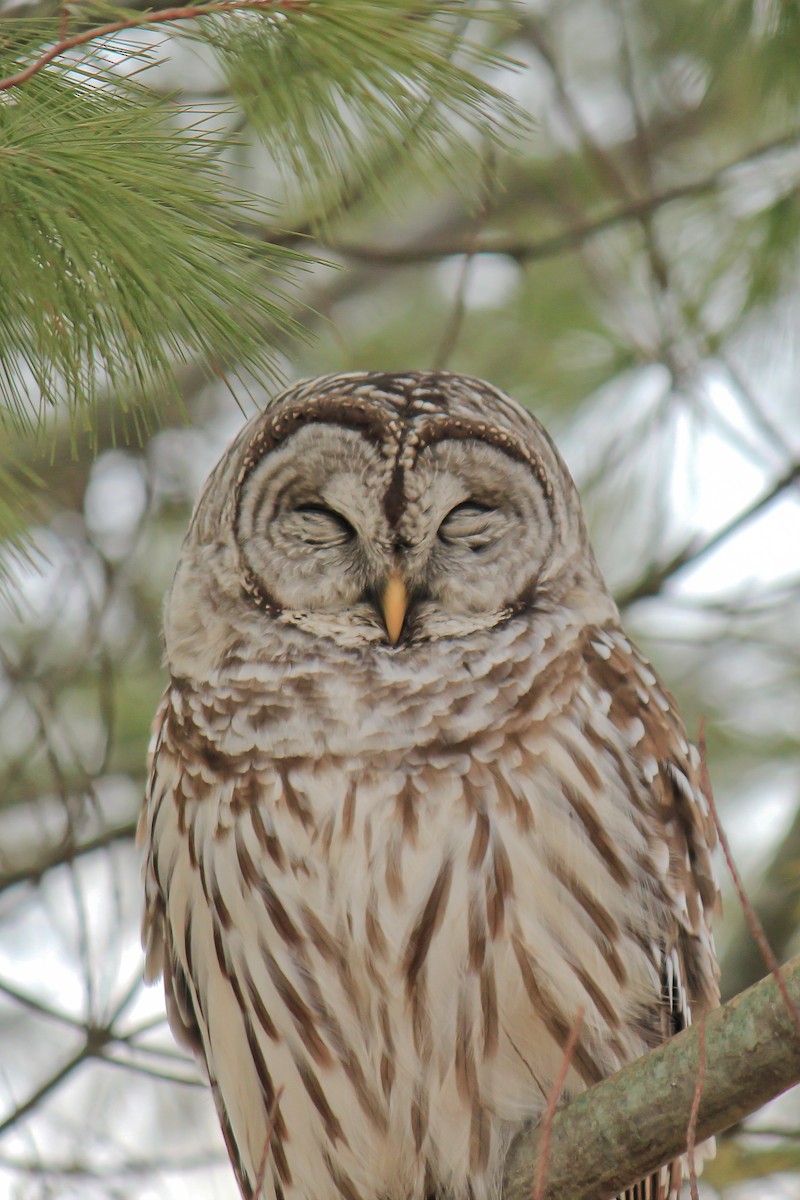 Barred Owl - Brennan Obermayer