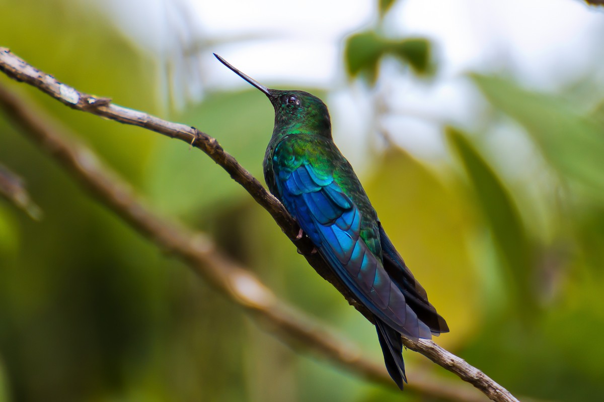 kolibřík modrokřídlý - ML74962091