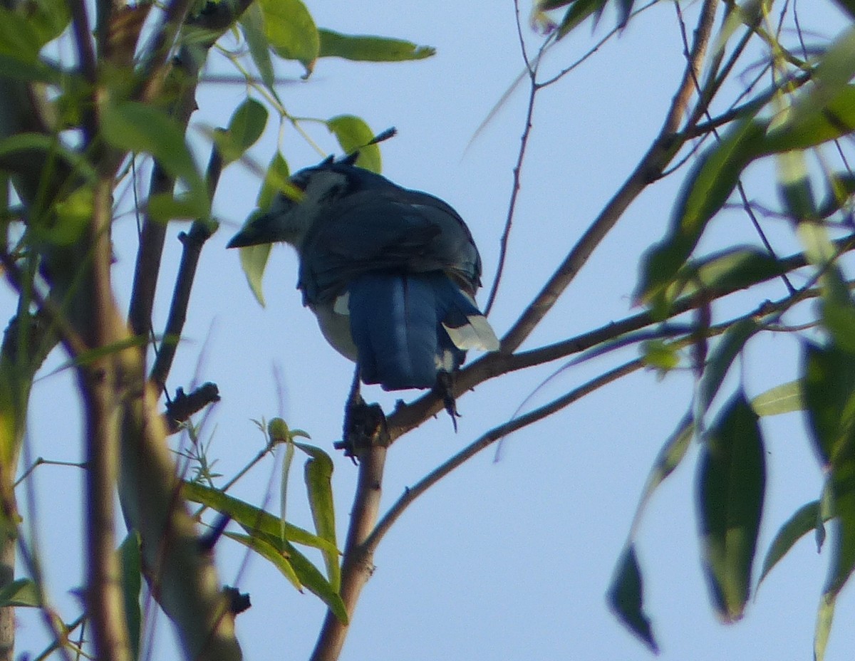 White-throated Magpie-Jay - ML74963321