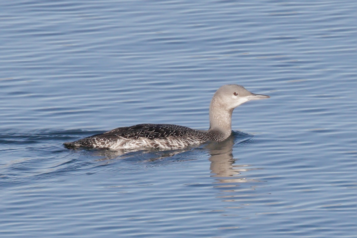 Red-throated Loon - ML74965071
