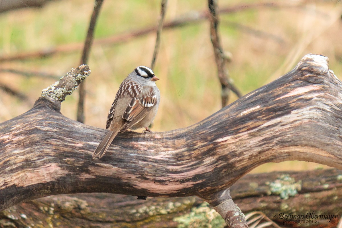 White-crowned Sparrow - ML74965281