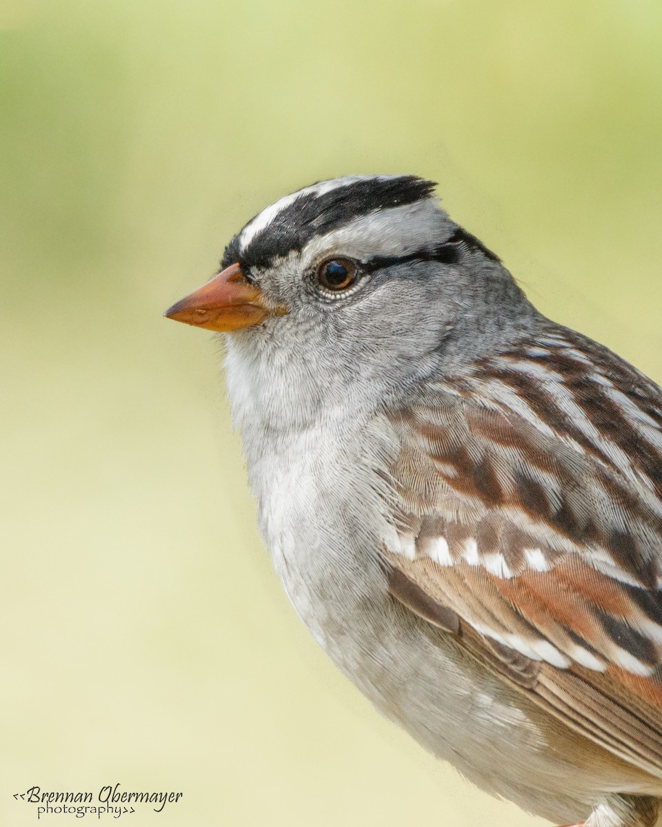 White-crowned Sparrow - ML74965351