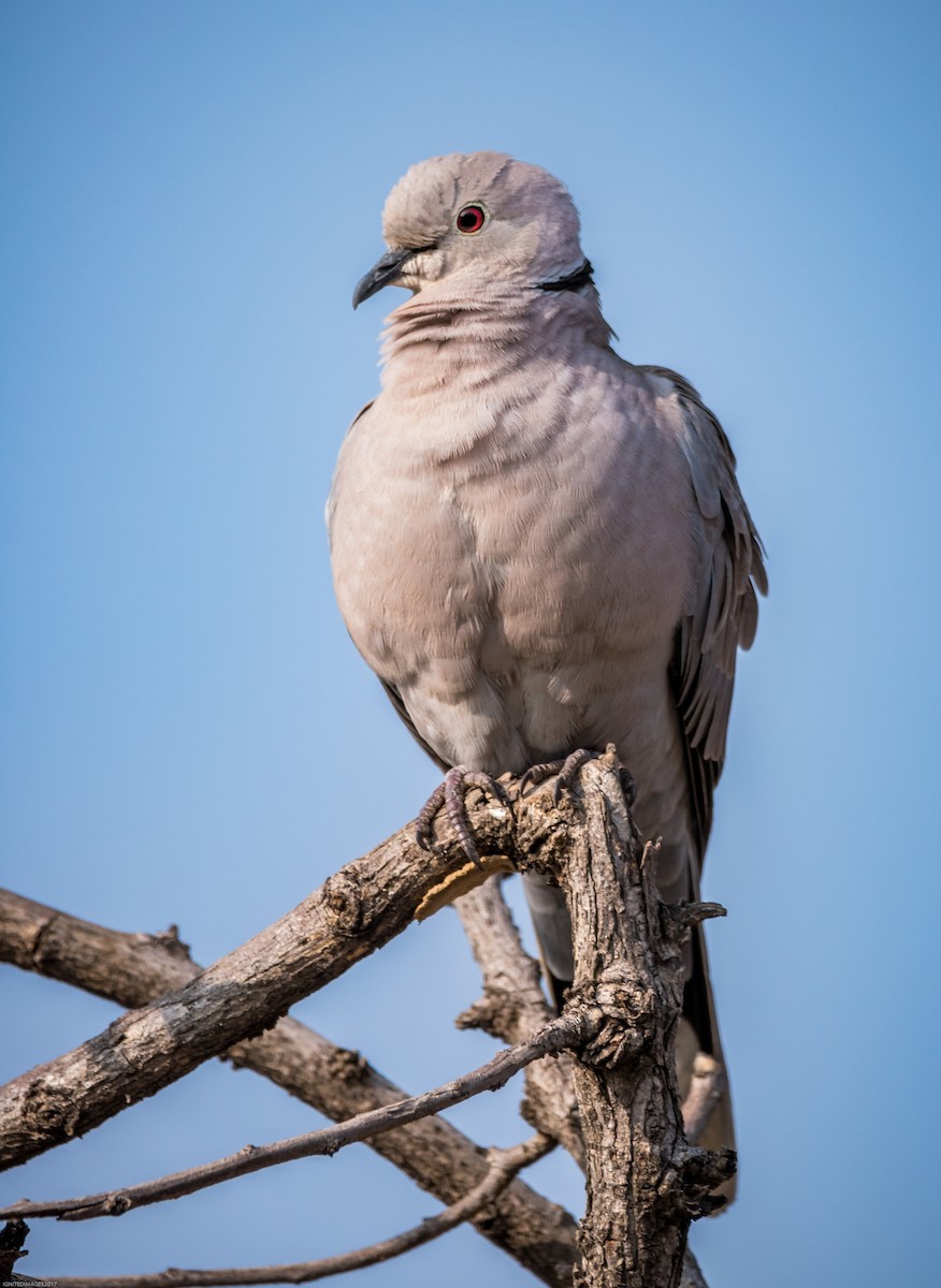 Eurasian Collared-Dove - ML74966201