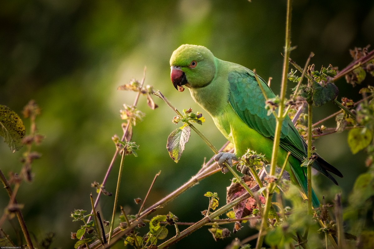 Rose-ringed Parakeet - Indranil Bhattacharjee