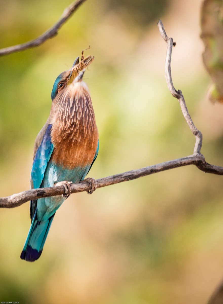 Indian Roller - Indranil Bhattacharjee