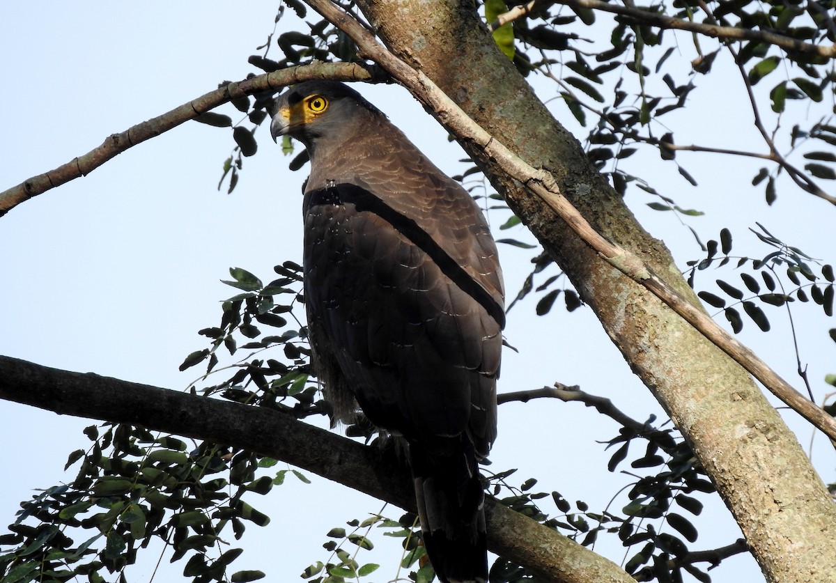 Crested Serpent-Eagle - ML74967231