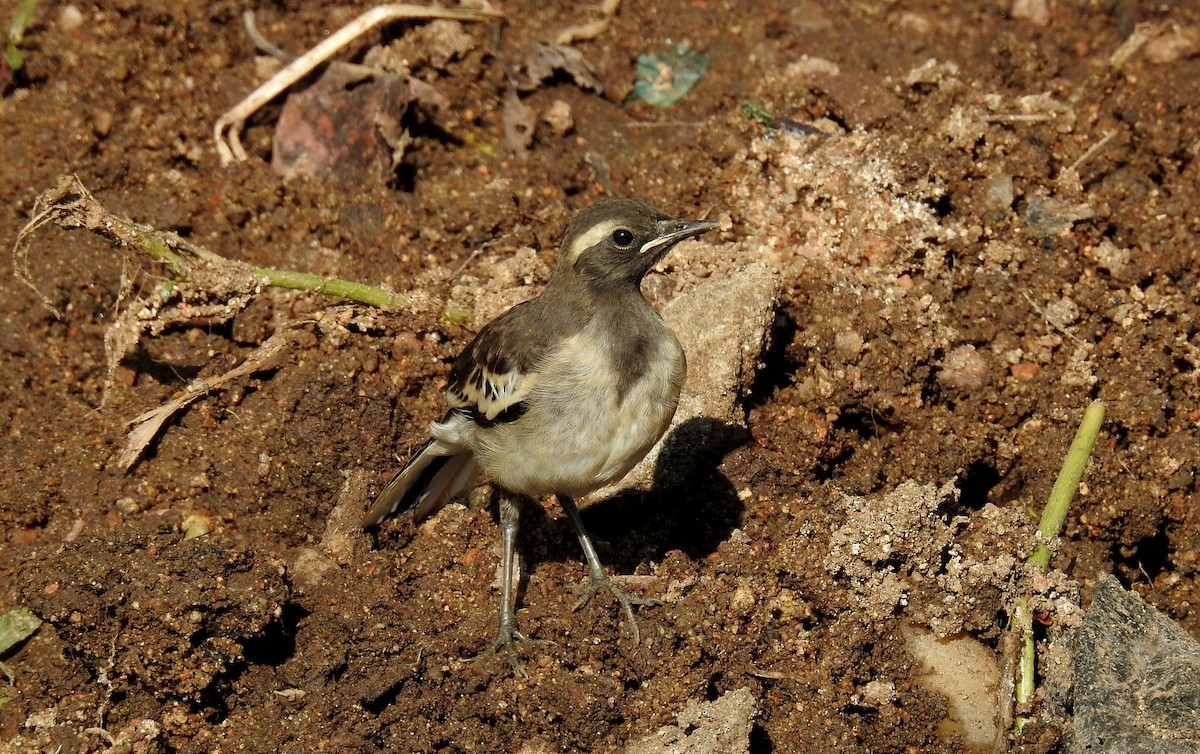 White-browed Wagtail - ML74967421