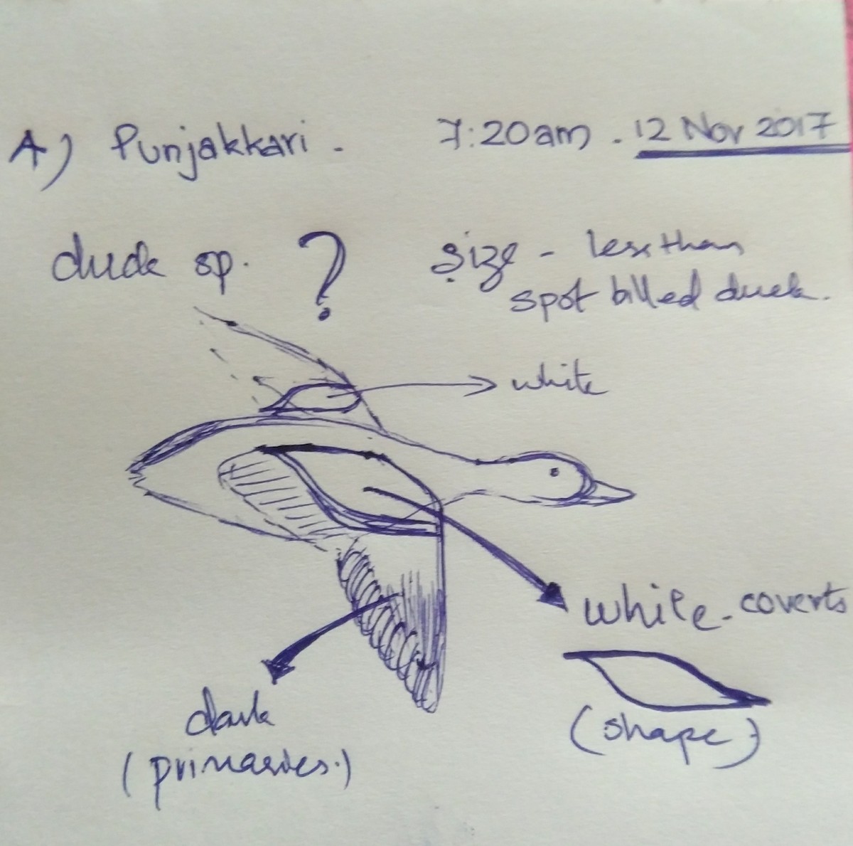 Eurasian Wigeon - GOVIND GIRIJA