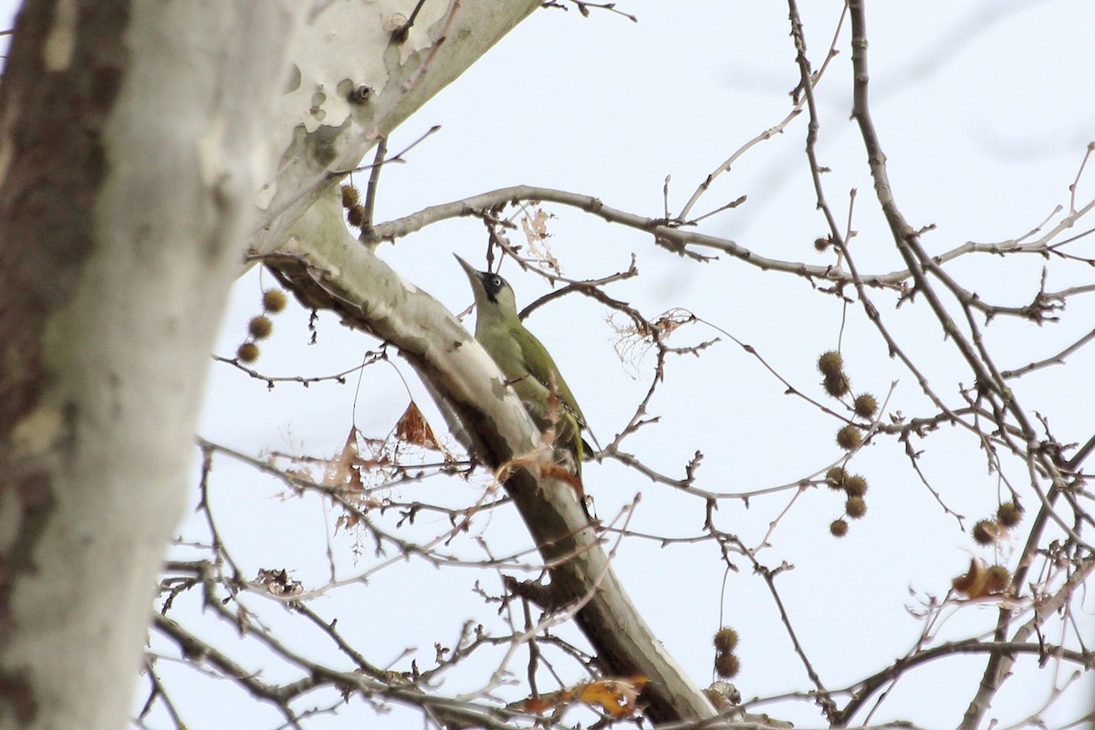 Eurasian Green Woodpecker - ML74969341
