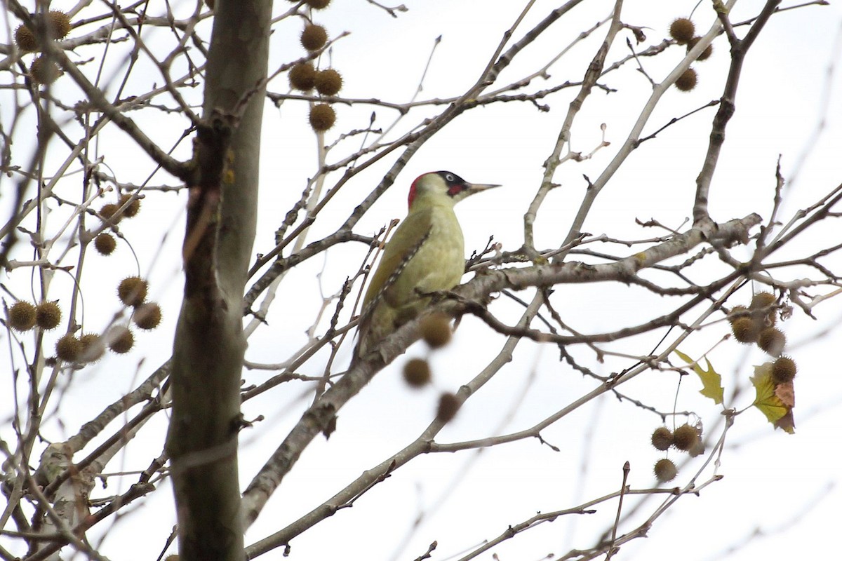 Eurasian Green Woodpecker - Salih MALAKCIOGLU