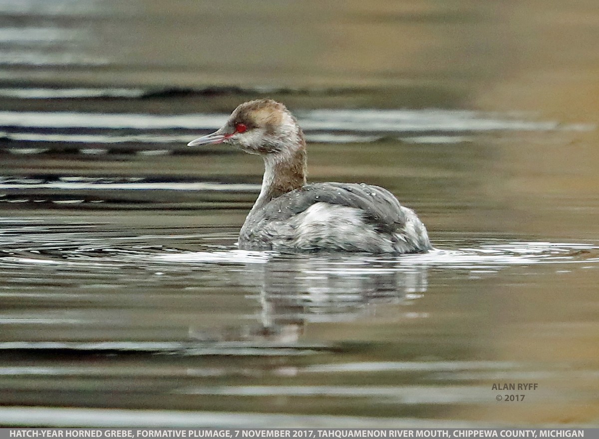Horned Grebe - Sparrow Claw