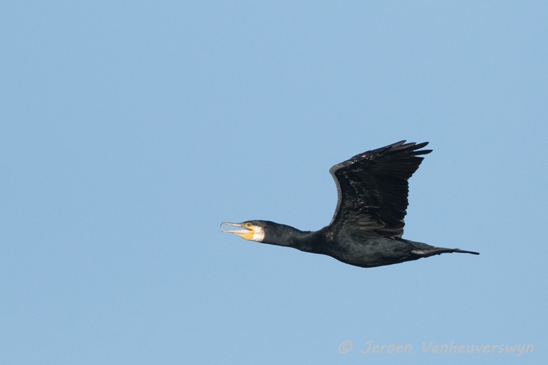 Great Cormorant (North Atlantic) - Jeroen Vanheuverswyn