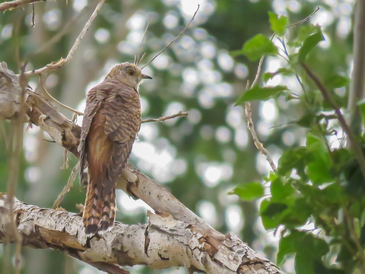 Common Cuckoo - ML74971561