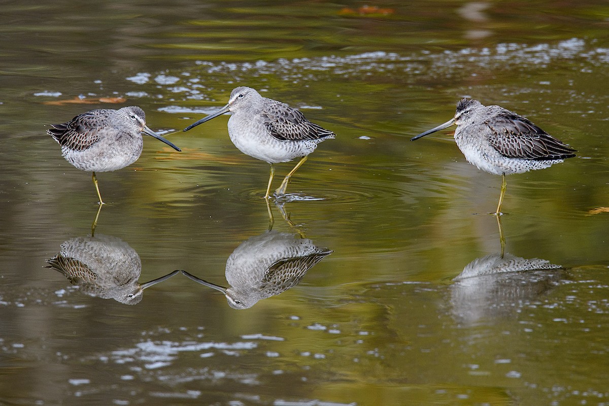Long-billed Dowitcher - ML74972251