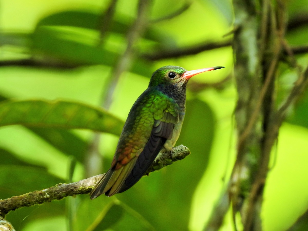 Blue-throated Goldentail - ML74972371