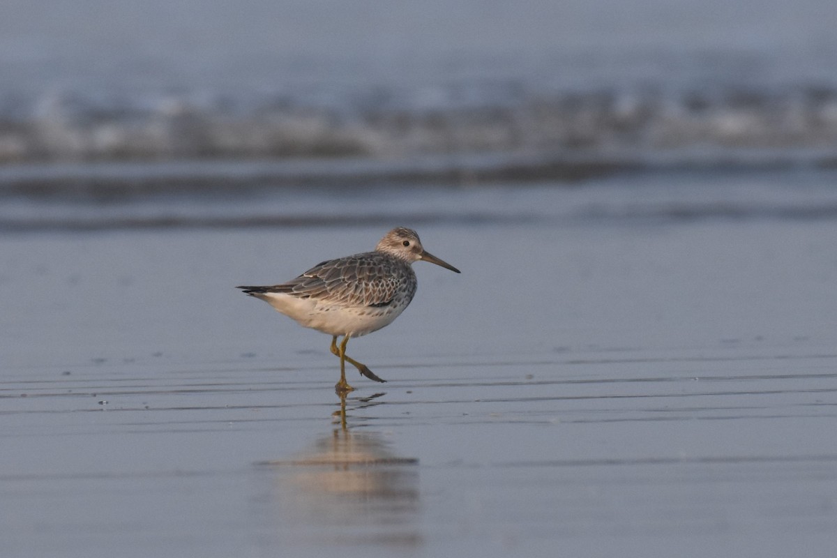 Great Knot - ML74973961