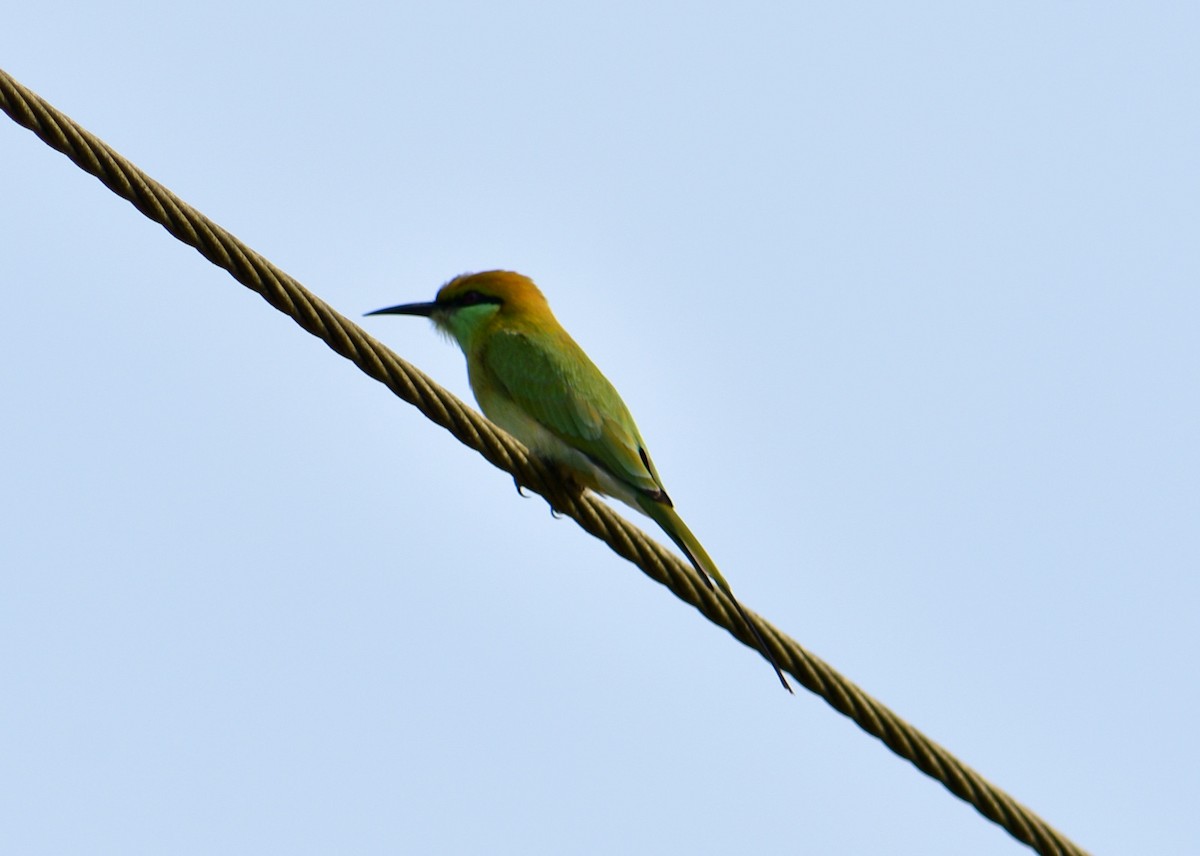 Asian Green Bee-eater - Shaurya Rahul Narlanka