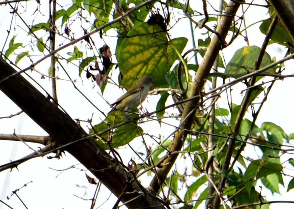 Thick-billed Flowerpecker - Shaurya Rahul Narlanka