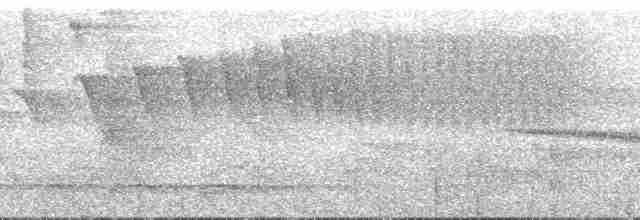 Graubrust-Ameisendrossel - ML74975