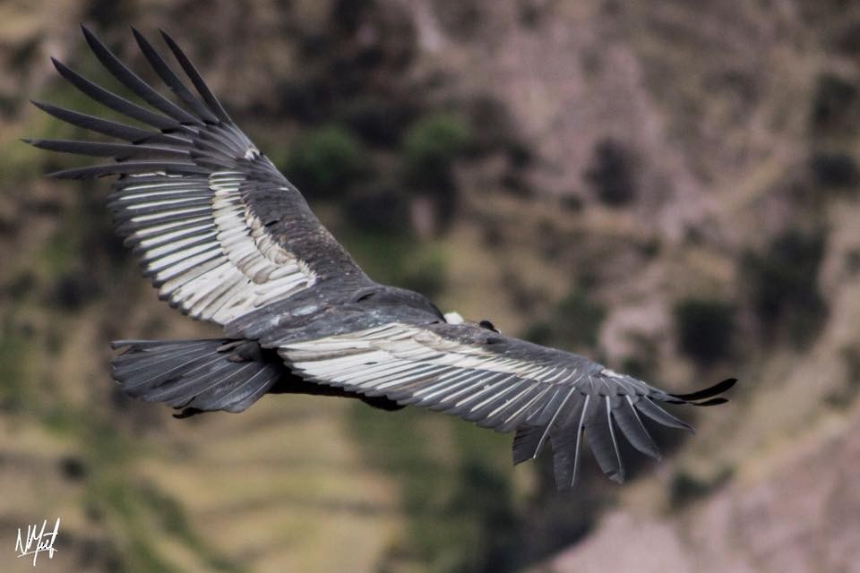 Andean Condor - Alberto Cafferata