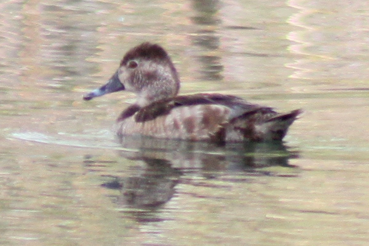Ring-necked Duck - ML74975831