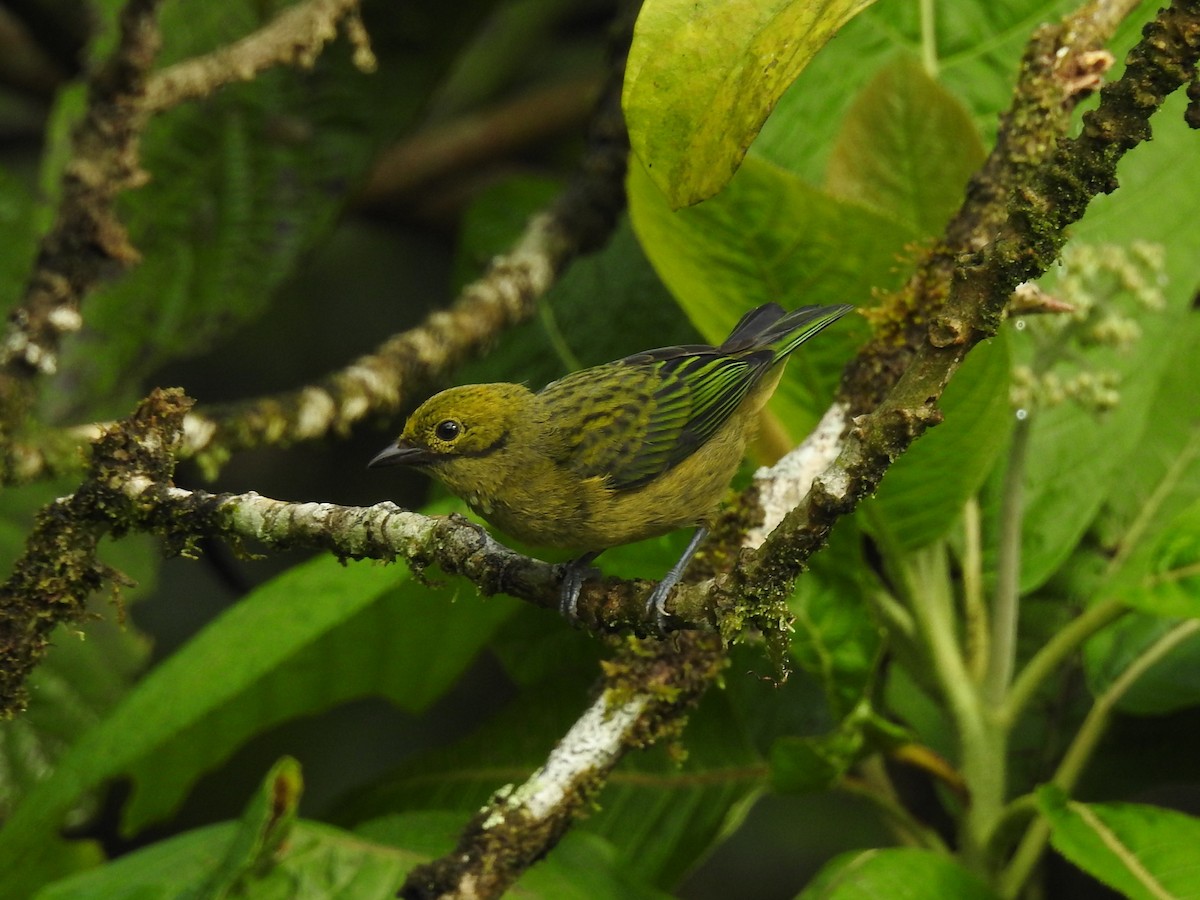 Silver-throated Tanager - ML74976191