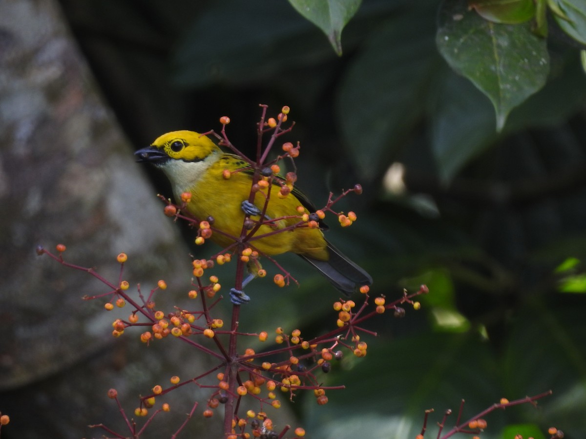 Silver-throated Tanager - ML74976291