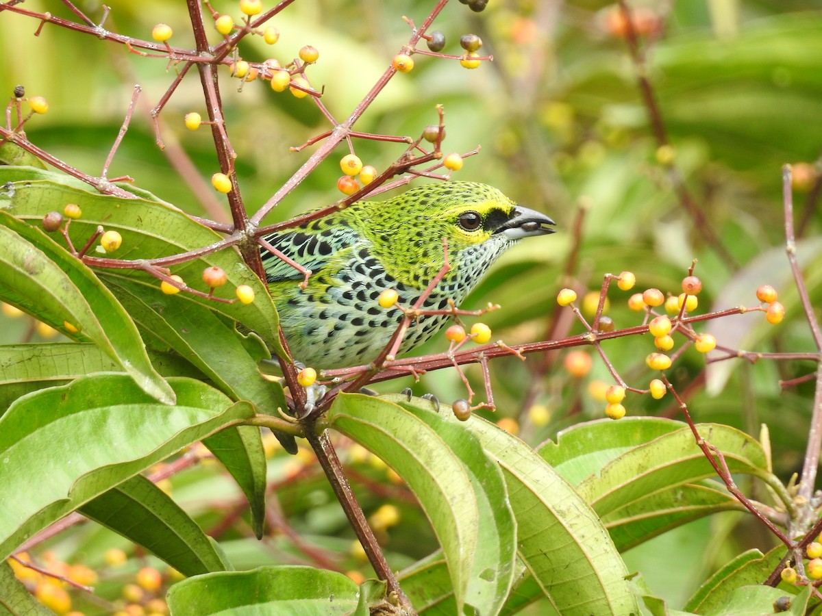 Speckled Tanager - John and Milena Beer