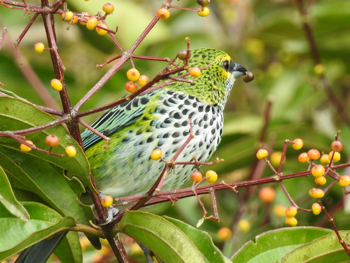 Speckled Tanager - ML74976691