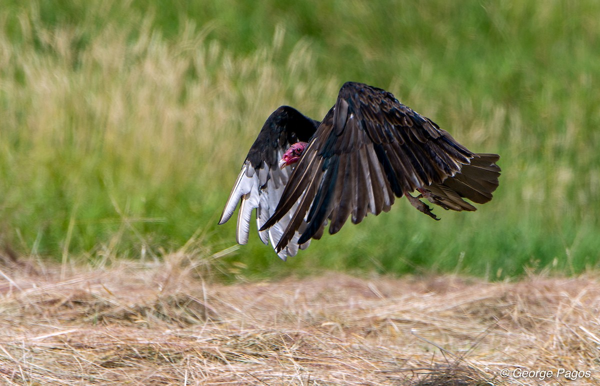 Turkey Vulture - George Pagos