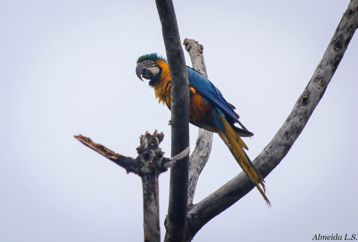 Blue-and-yellow Macaw - Lucas  Almeida
