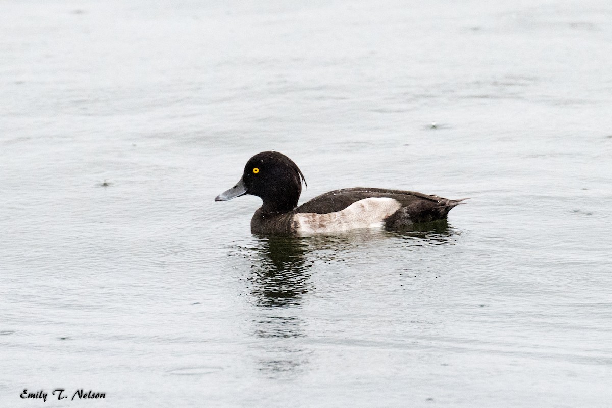 Tufted Duck - ML74991311