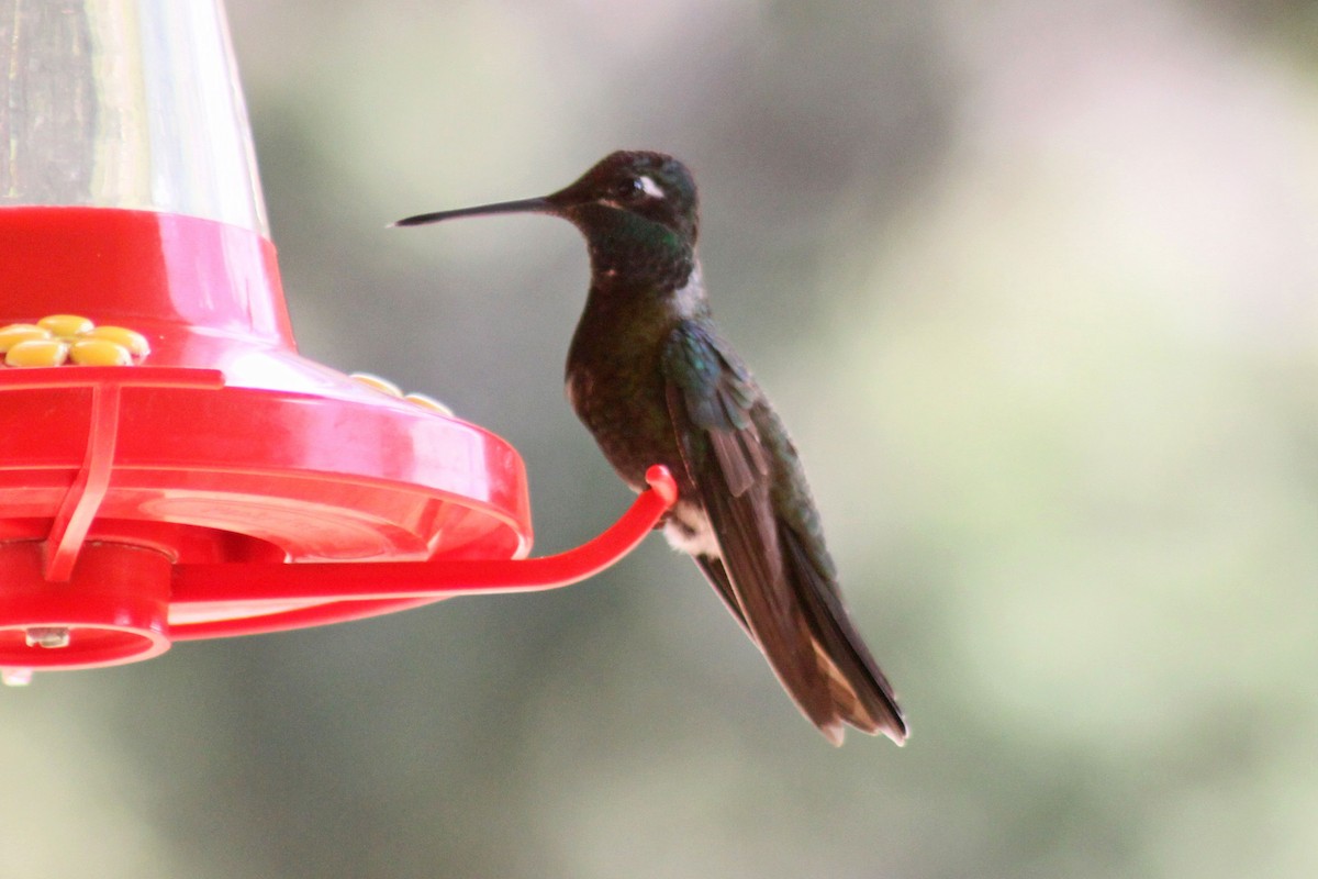 Rivoli's Hummingbird - Janet Rathjen