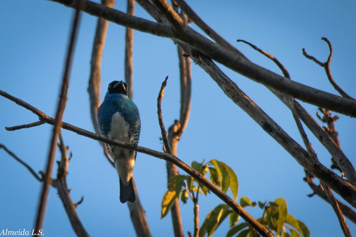 Swallow Tanager - ML74992021