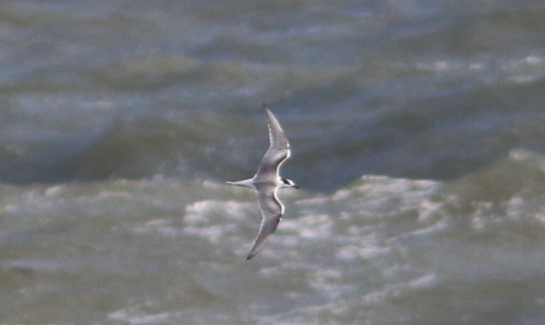 Common Tern - ML74992501