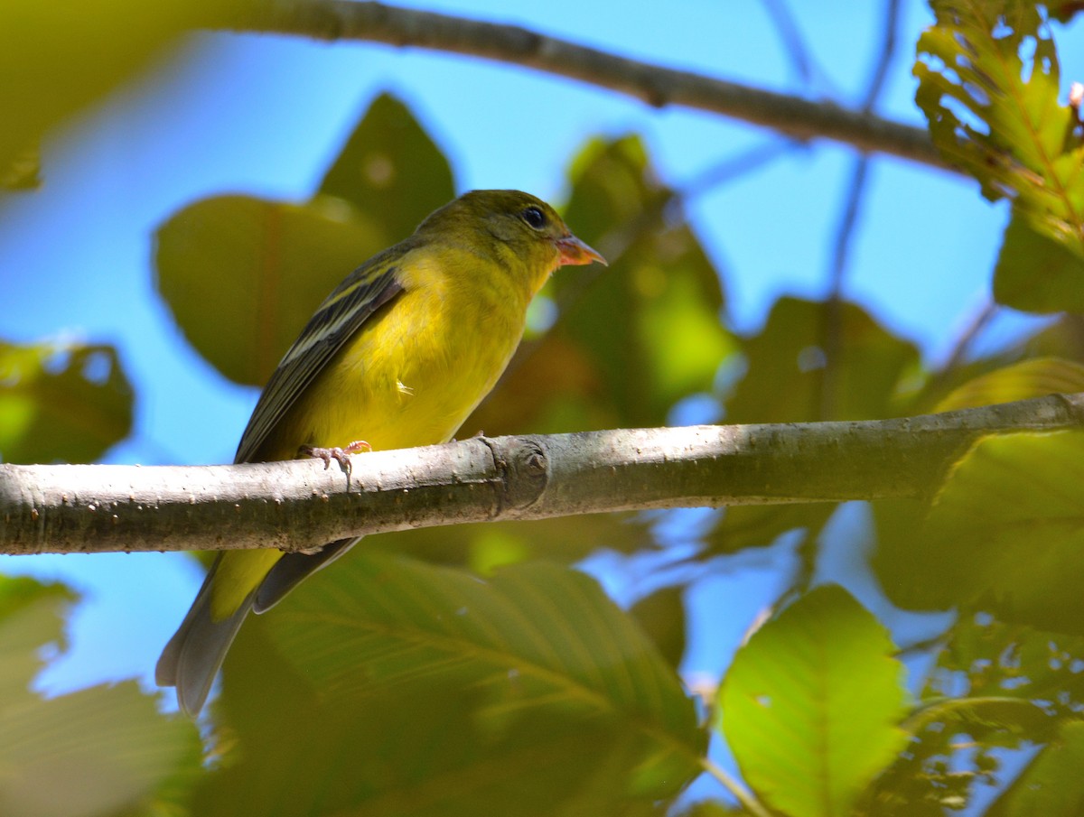 Western Tanager - ML74994801